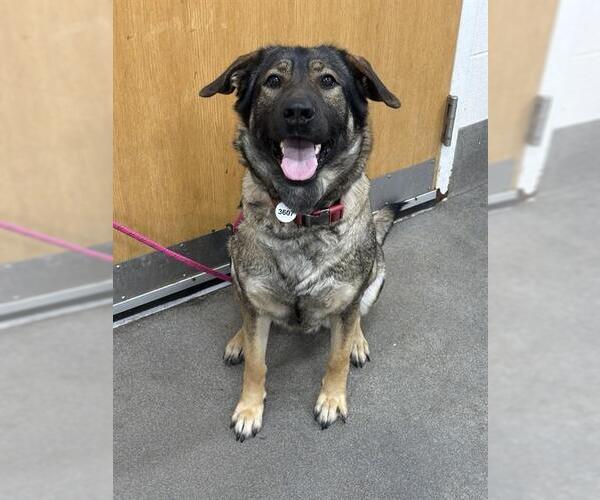 Medium Photo #1 German Shepherd Dog Puppy For Sale in Forestville, MD, USA