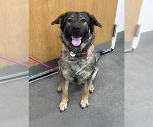 German Shepherd Dog Dogs for adoption in Forestville, MD, USA