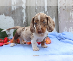 Dachshund Puppy for sale in SHILOH, OH, USA