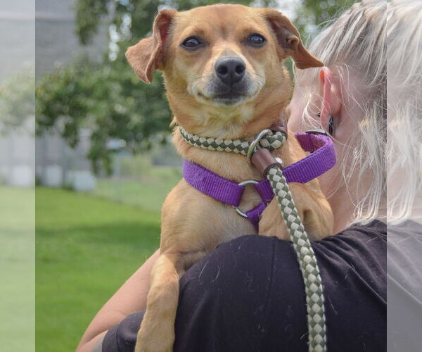 Medium Photo #5 Chiweenie Puppy For Sale in Huntley, IL, USA