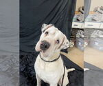 Small #2 American Bulldog-Chinese Shar-Pei Mix