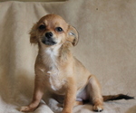 Small #1 Chihuahua