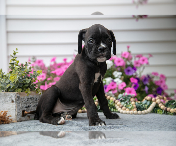 Medium Photo #4 Boxer Puppy For Sale in GRABILL, IN, USA