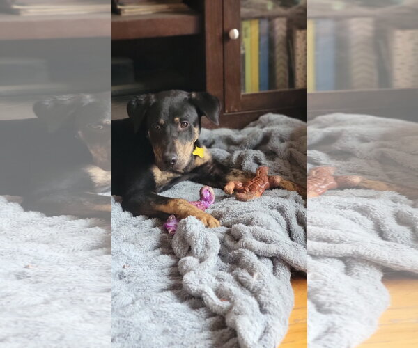 Medium Photo #4 Mutt Puppy For Sale in Sandy, UT, USA