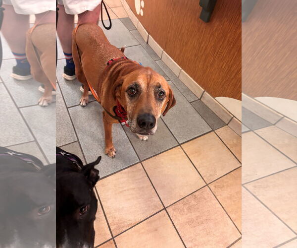 Medium Photo #4 Coonhound-Unknown Mix Puppy For Sale in Virginia Beach, VA, USA