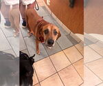 Small #3 Coonhound Mix
