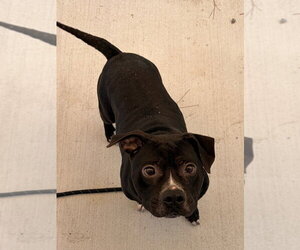 26-296 Bugg - Male Mutt Dog for Adoption - Photo #5