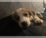 Small #2 Siberian Husky Mix