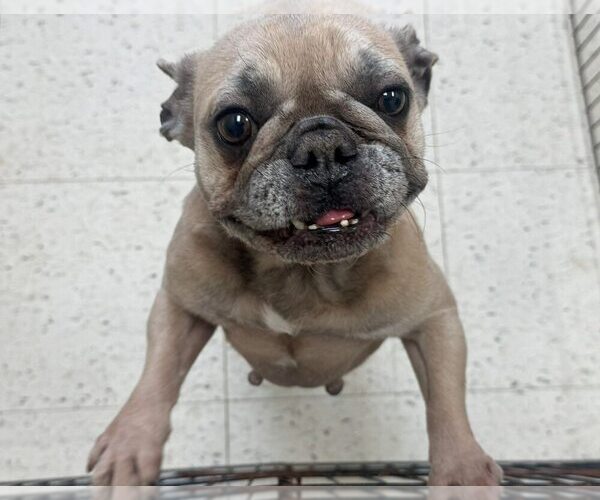 Medium Photo #4 French Bulldog Puppy For Sale in New York, NY, USA
