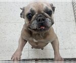 Small #3 French Bulldog