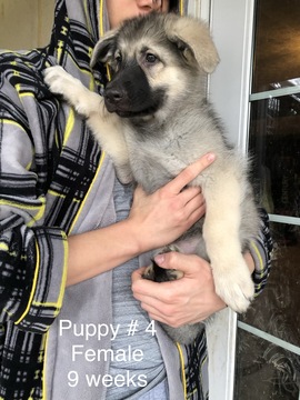 Medium Photo #15 German Shepherd Dog Puppy For Sale in BARTLETTSVILLE, IN, USA