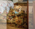 Small #1 Mutt