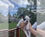Small Photo #19 French Bulldog Puppy For Sale in KANSAS CITY, MO, USA