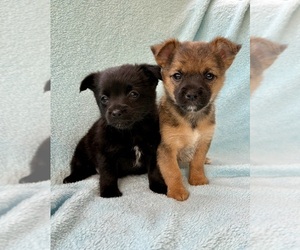 Chorkie Puppy for sale in FAIR HAVEN, MI, USA