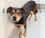 Small #1 Rottweiler Mix
