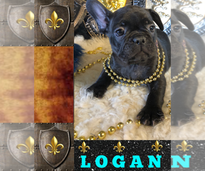 French Bulldog Puppy for sale in HEATHROW, FL, USA