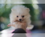 Small #4 Pomeranian