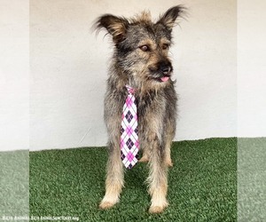 Paco - Male Mutt Dog for Adoption - Photo #4