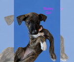Small #2 Retriever  Mix