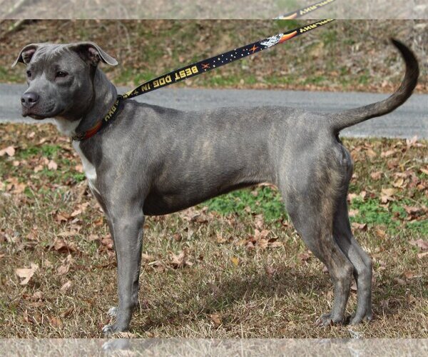 Medium Photo #4 American Pit Bull Terrier-Huskies  Mix Puppy For Sale in Prattville, AL, USA