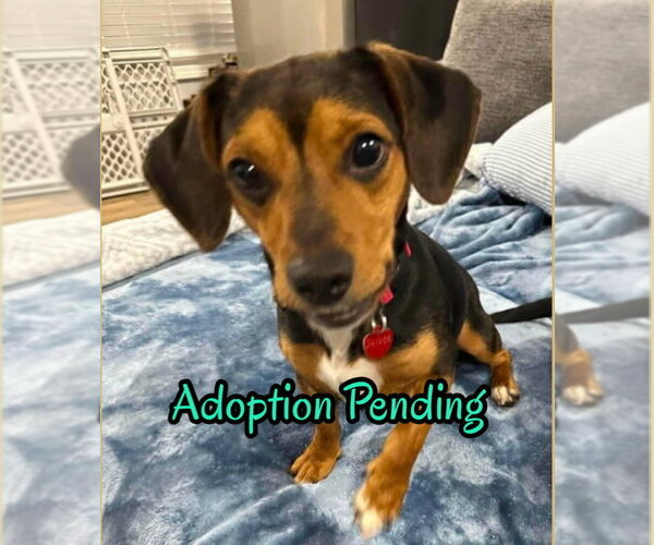 Medium Photo #3 Beagle-Unknown Mix Puppy For Sale in Dunnellon, FL, USA