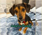 Small #2 Beagle Mix