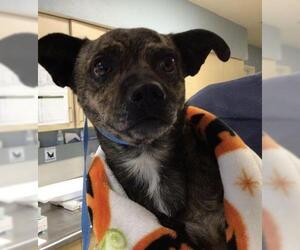 Chihuahua-Unknown Mix Dogs for adoption in Riverside, CA, USA