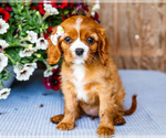 Small #1 Cavalier King Charles Spaniel