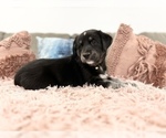 Small Photo #2 Goberian Puppy For Sale in MAINEVILLE, OH, USA