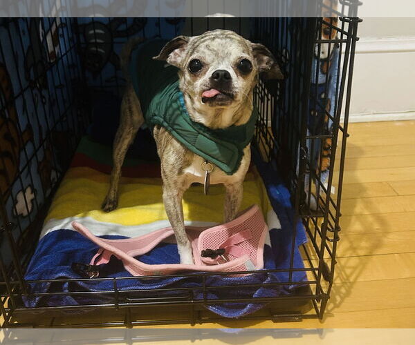 Medium Photo #4 Jack Chi Puppy For Sale in Princeton, MN, USA