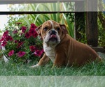 Small Photo #9 English Bulldog Puppy For Sale in NAPPANEE, IN, USA