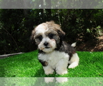 Puppy Molly ShihPoo