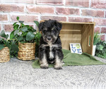 Small #5 Schnauzer (Miniature)