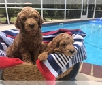 Small Photo #2 Goldendoodle Puppy For Sale in MILTON, FL, USA
