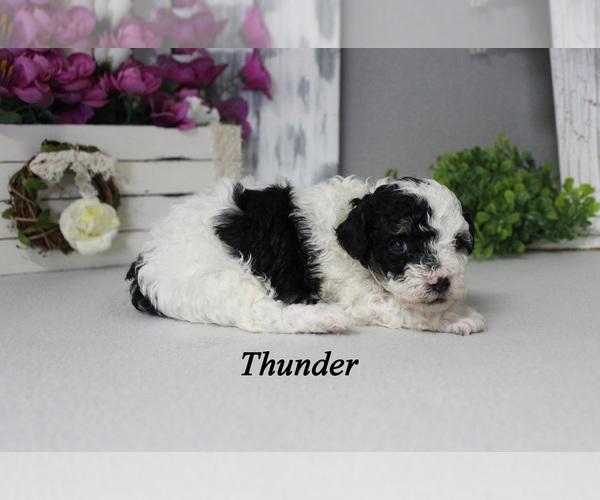 Medium Photo #4 Poodle (Toy) Puppy For Sale in CHANUTE, KS, USA