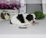 Thunder - Male Poodle (Toy) Puppy for Sale - Photo #4