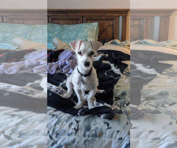 Medium Photo #1 Maltese Puppy For Sale in St. Louis Park, MN, USA