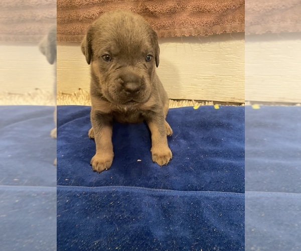 Medium Photo #4 Cane Corso Puppy For Sale in ECLECTIC, AL, USA