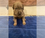 Puppy Red Collar Cane Corso