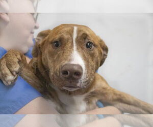 Labrador Retriever-Unknown Mix Dogs for adoption in Mountain Home, AR, USA