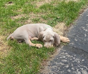 Weimaraner Puppy for sale in PESHTIGO, WI, USA