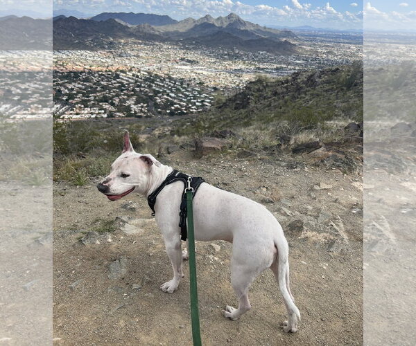 Medium Photo #4 American Pit Bull Terrier-Unknown Mix Puppy For Sale in Chandler, AZ, USA