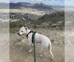Small #3 American Pit Bull Terrier Mix