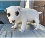 Puppy Female 2 Parson Russell Terrier