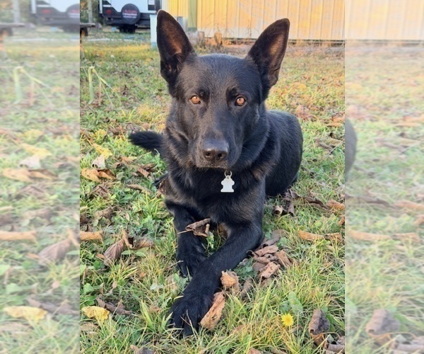 Medium Photo #1 German Shepherd Dog Puppy For Sale in BOKOSHE, OK, USA