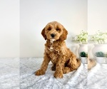 Small #1 Goldendoodle (Miniature)