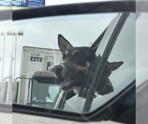 Poo Fighter - Male Siberian Husky-Unknown Mix Dog for Adoption - Photo #8