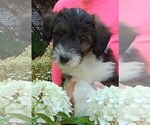Puppy Daisy Collie-Poodle (Miniature) Mix