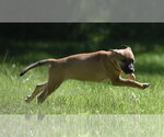 Small #4 Shepradors