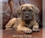 Small Photo #41 Cane Corso Puppy For Sale in LA PLATA, MD, USA